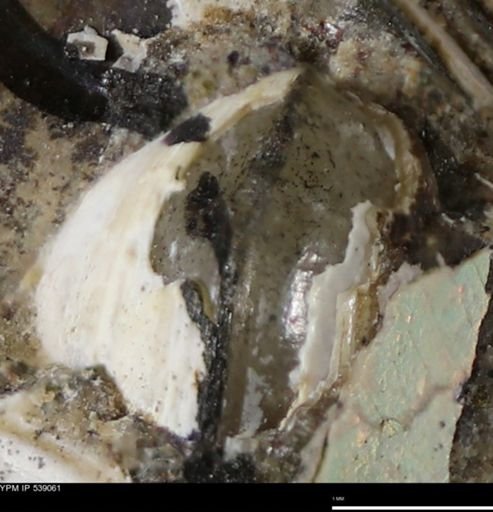Corbulamella gregaria