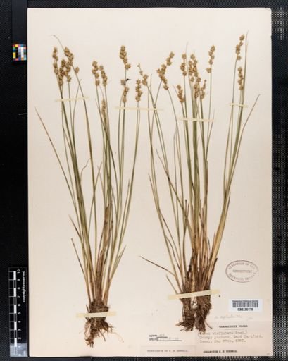 Carex cephalantha