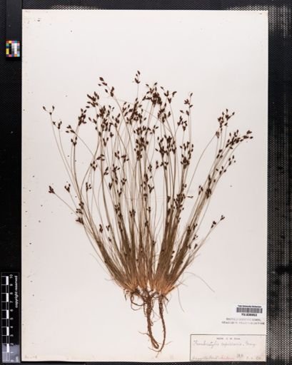Bulbostylis capillaris