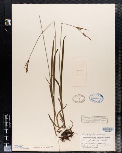 Carex pubescens