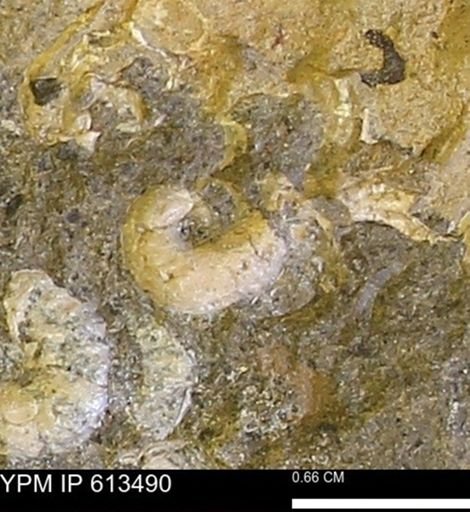 Scaphites sp.