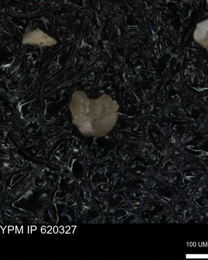 undet. Foraminiferida