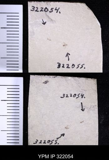 undet. Insecta