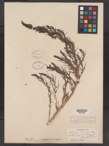 Suaeda linearis