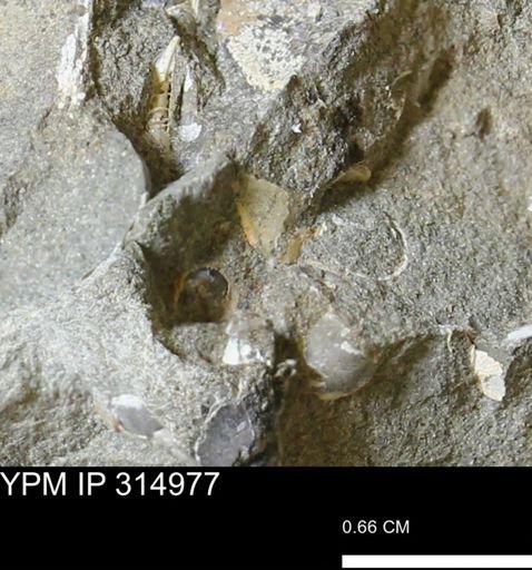 undet. Scaphitidae