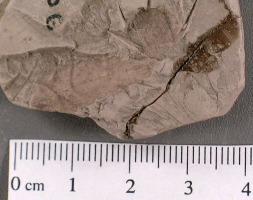 Myrica newberryana