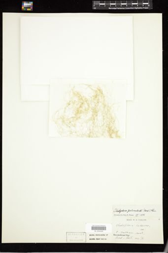 Cladophora pulverulenta