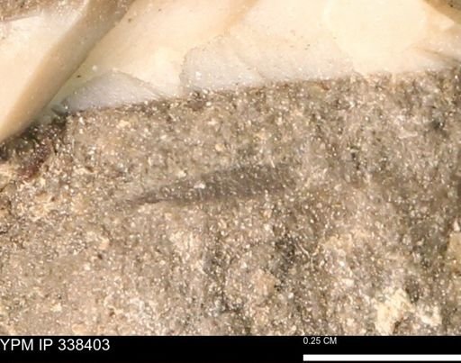 undet. Mollusca