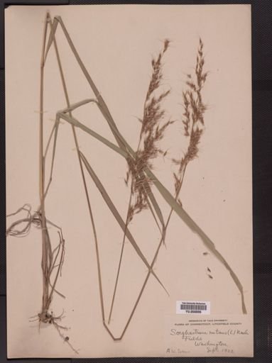 Sorghastrum nutans