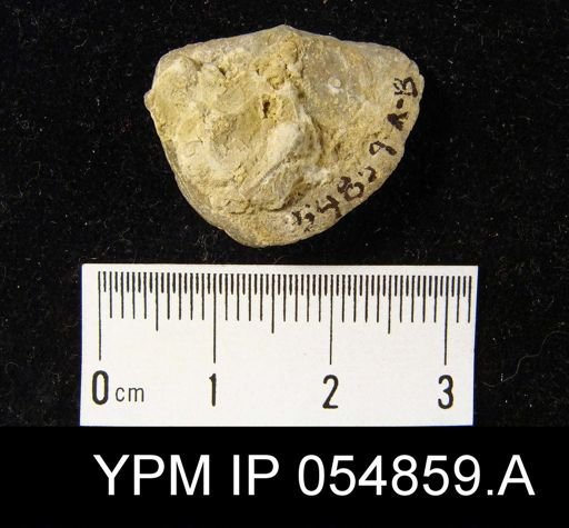 Strophonella reversa
