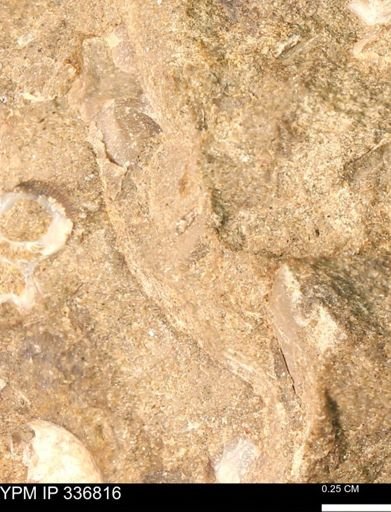 undet. Mollusca