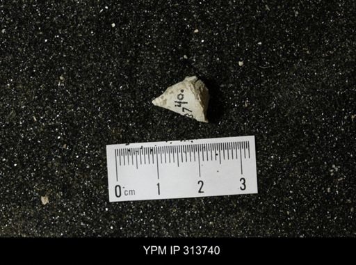 Piestochilus feldmanni