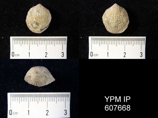 Atrypa sp.
