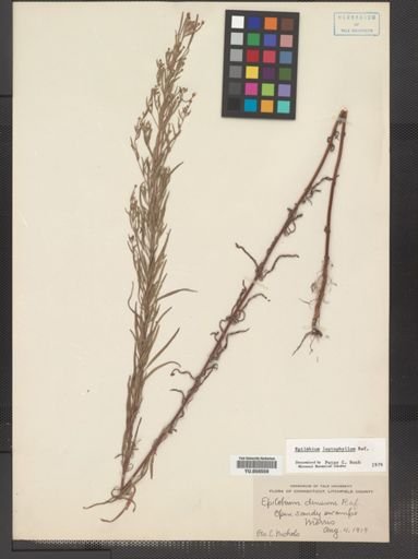 Epilobium leptophyllum