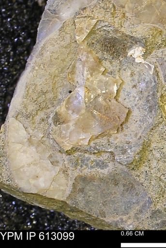 undet. Mollusca