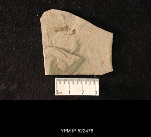 undet. Gryllidae