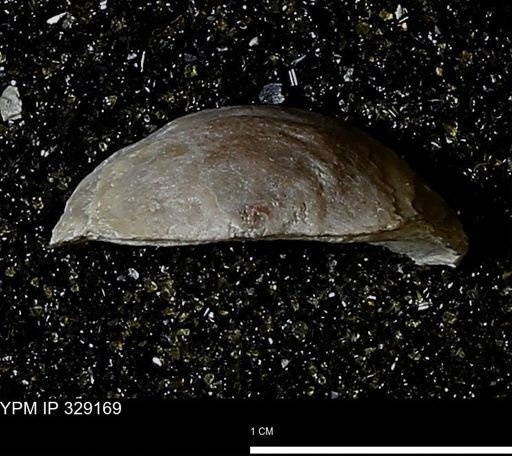 Pholidostrophia iowaensis