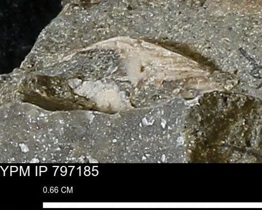 Mollusca