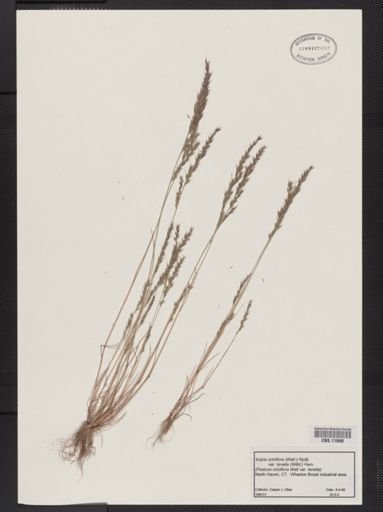 Vulpia octoflora