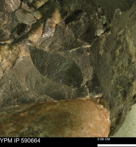 undet. Bivalvia