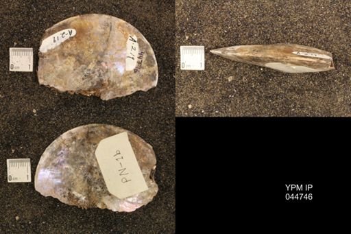 Sphenodiscus lenticularis