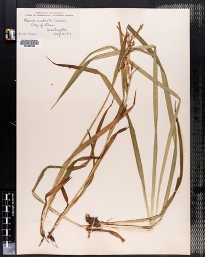 Carex scabrata