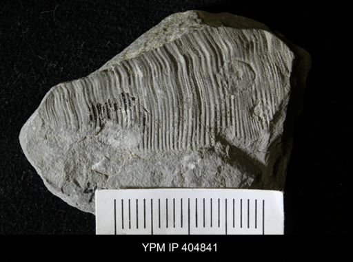 Conularia longa