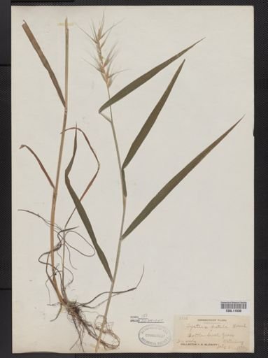 Elymus hystrix