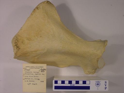 Teleoceras fossiger
