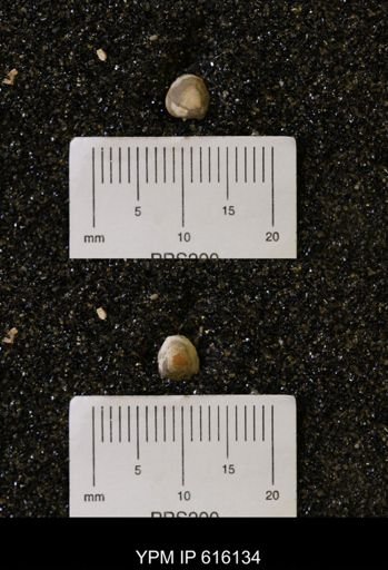 Protocardia subquadrata