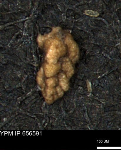 Verneuilina canadensis