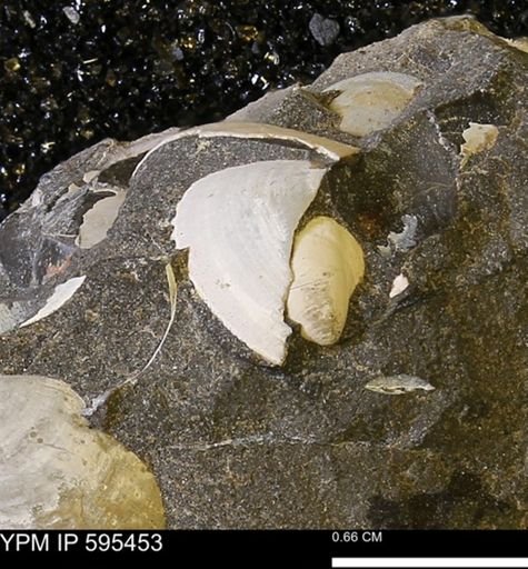 Protocardia sp.