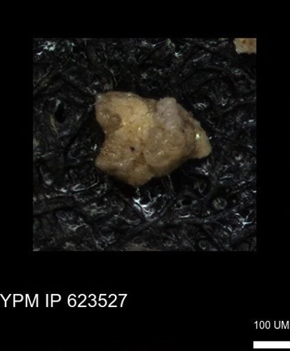undet. Foraminiferida