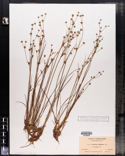 Juncus alpinus