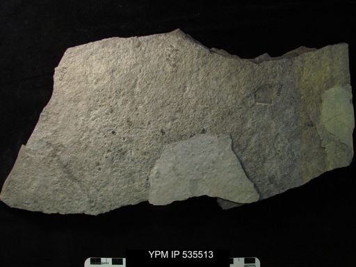 undet. Ostracoda