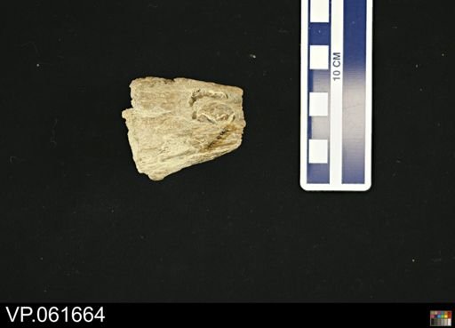 Protosphyraena sp.