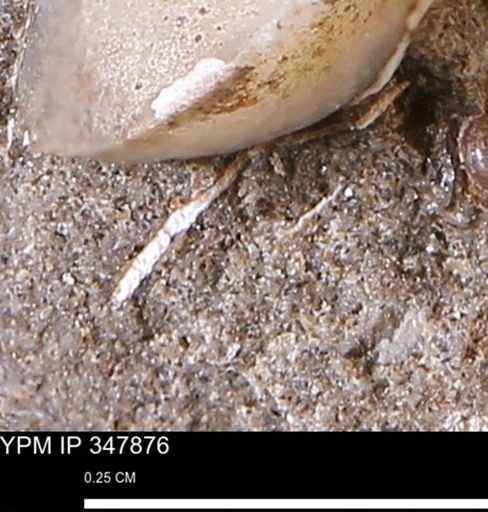 undet. Bivalvia