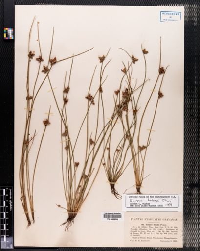 Scirpus hotarui