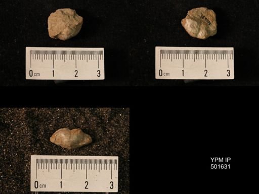 Marginifera cf. haydenensis