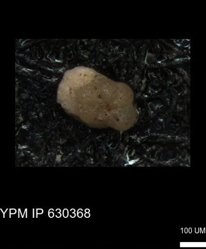 undet. Foraminiferida