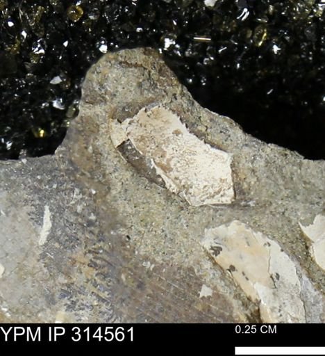 undet. Bivalvia