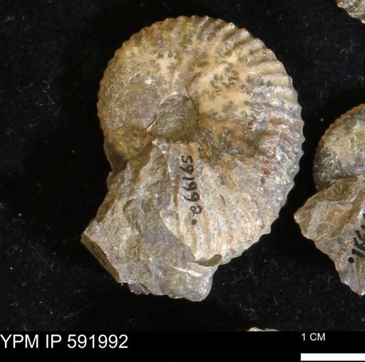 Jeletzkytes nebrascensis