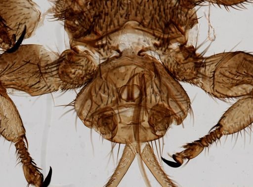 Melophagus ovinus