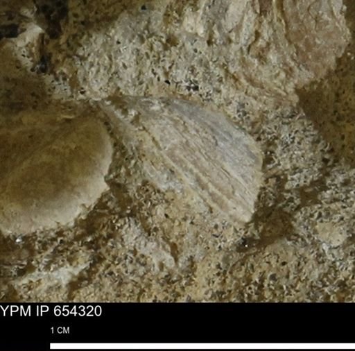 Mollusca