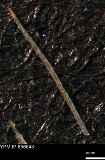 undet. Porifera