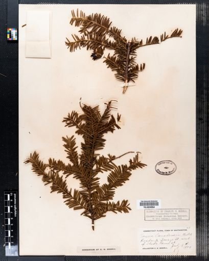 Taxus canadensis