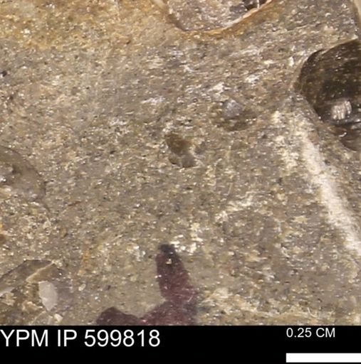 Protocardia subquadrata