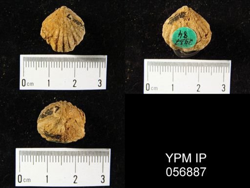 Uncinulus sp.