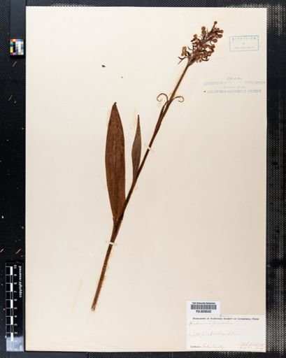 Habenaria psycodes
