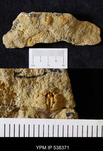 undet. Orthida